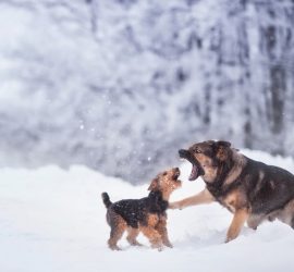 Снеговые собаки