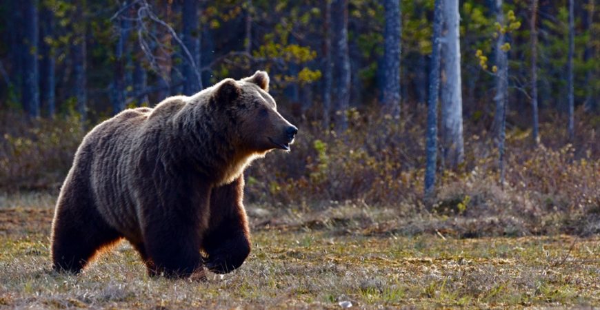 В Ярославле на мужчину набросился дикий зверь