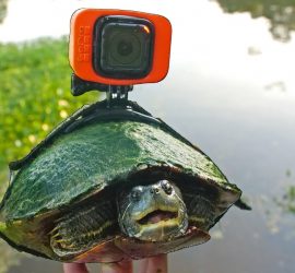 Блогер установил камеру GoPro на панцире черепахи