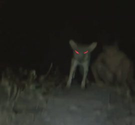 Жуткие видео, на которые попали невероятные существа и мистические явления