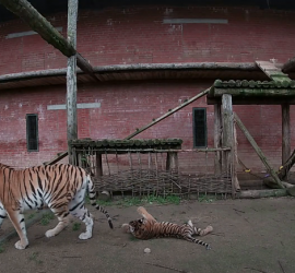В Московском зоопарке показали недавно родившихся амурских тигрят