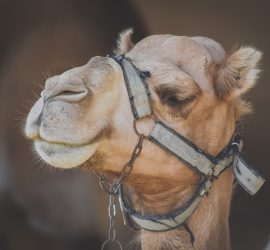 В Саудовской Аравии открыли больницу для верблюдов