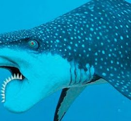 Самые редкие акулы мира